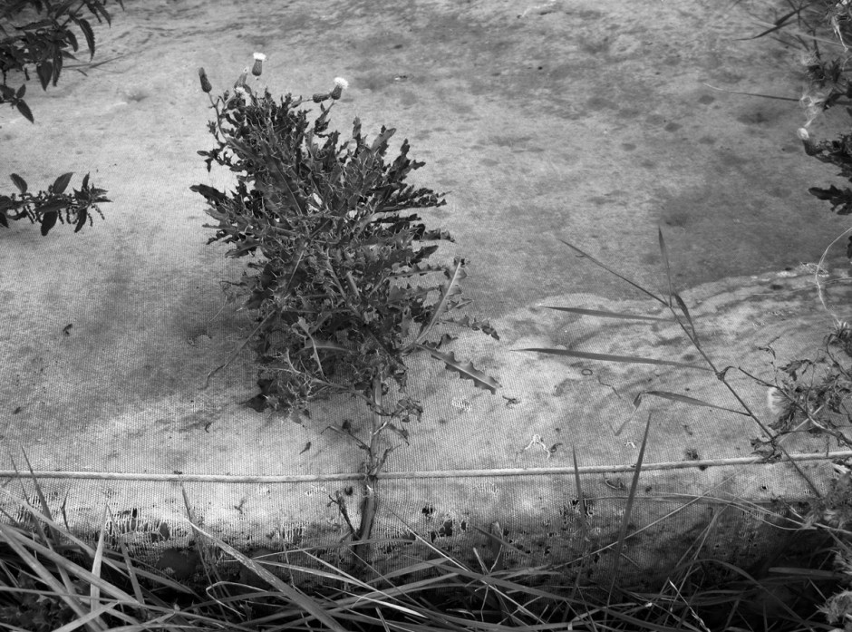 Mandy Williams Riverbed 8