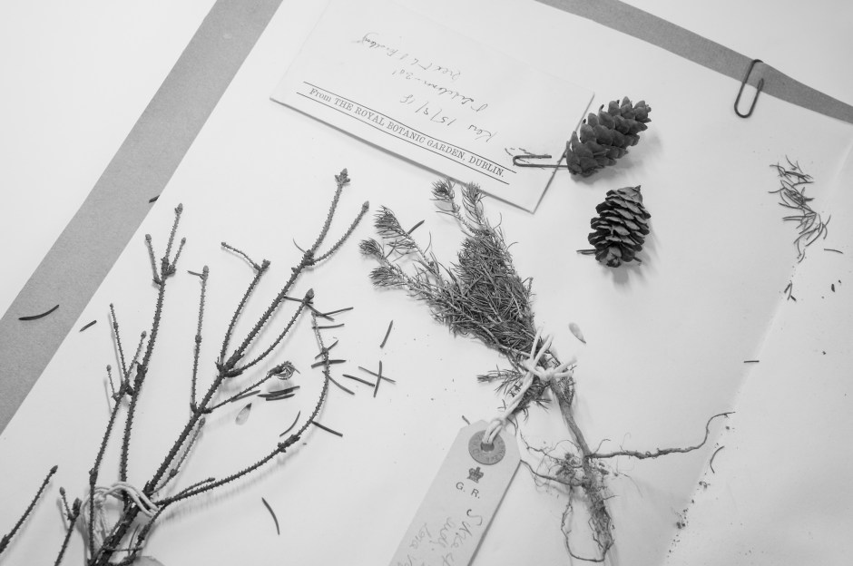 AusgustineHenry93_2PiceaSitchensis